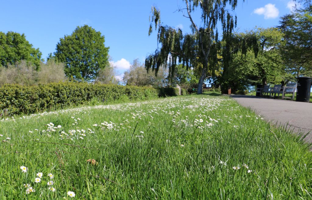 Long grass bank dotted with daisies under a blue sky