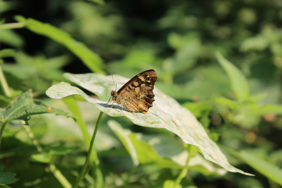 A butterfly on the Nature Trail