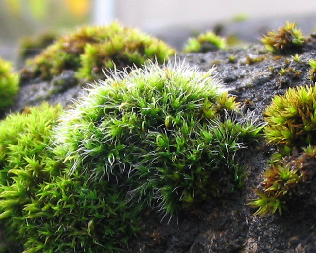 Grimmia pulvinata moss