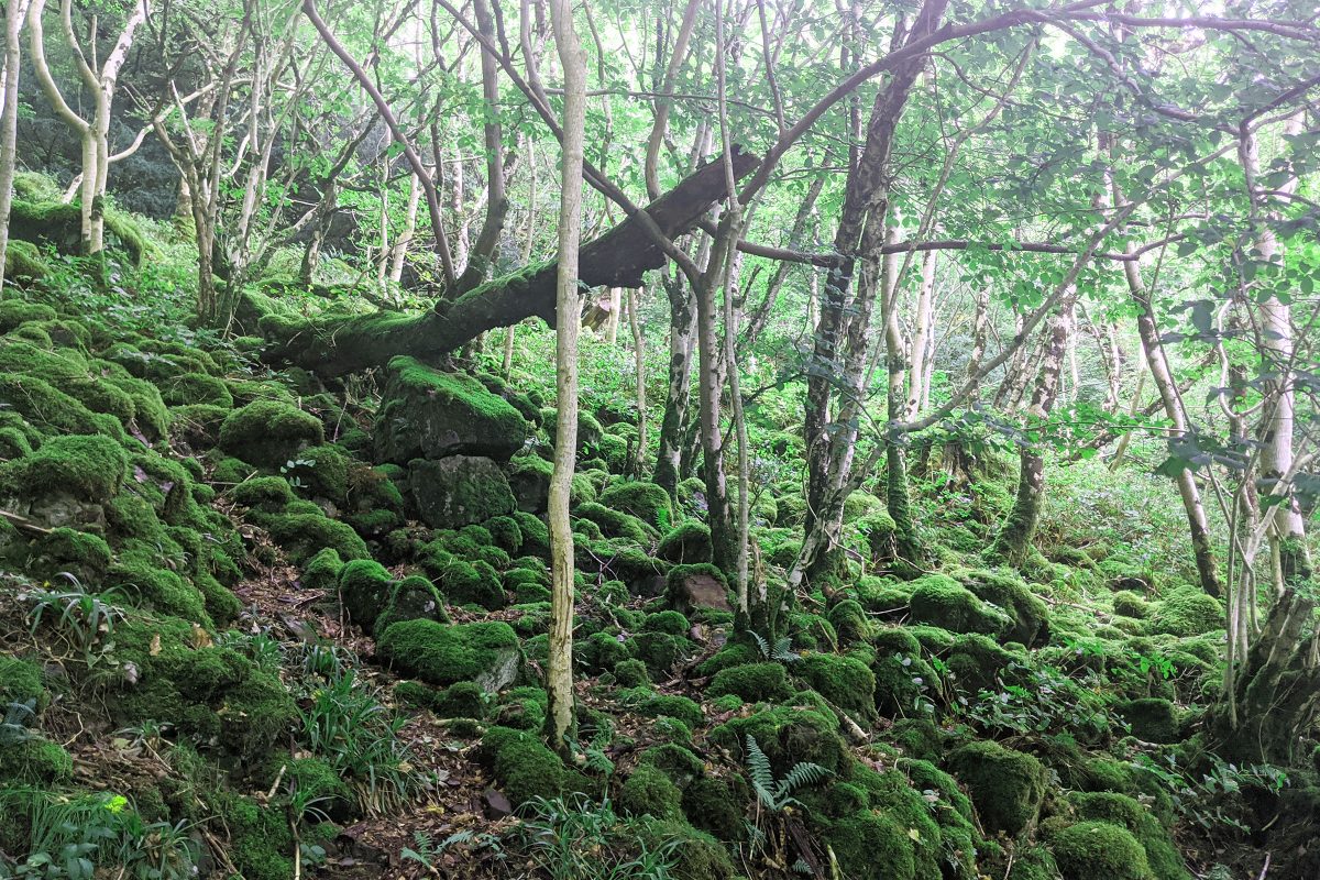 Moss covered grounds in a scottish wood