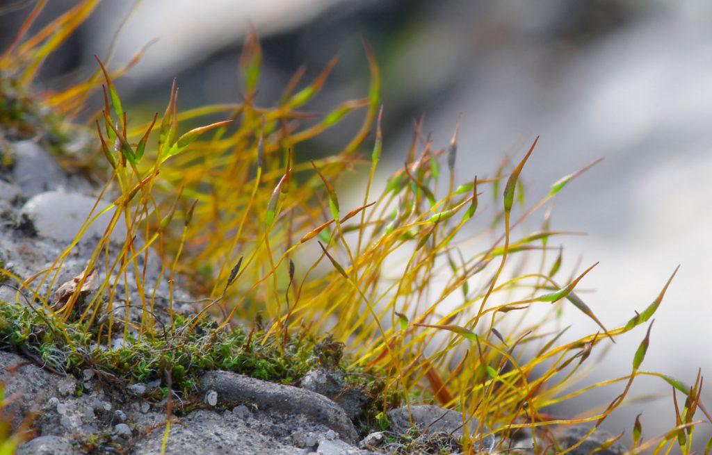 Tortula muralis moss close up