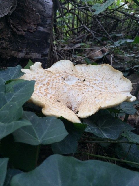 A Dryad’s saddle mushroom