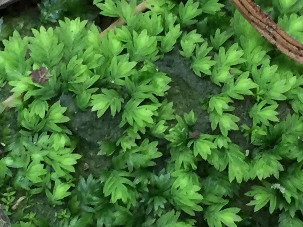 Close up of the leaves of pocket moss