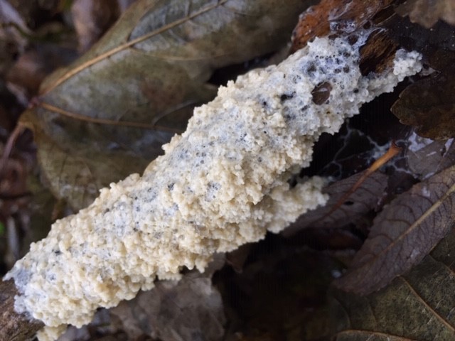 Dog vomit slime mould