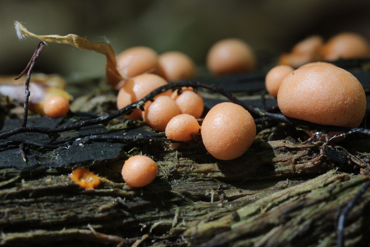 Wolf's milk slime mould on wood
