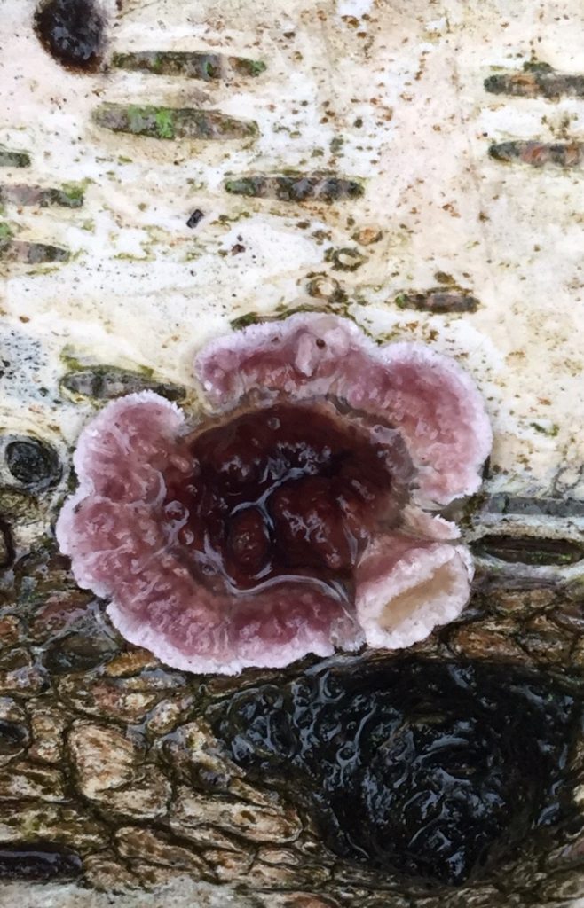 Silver leaf fungus on silver birch bark