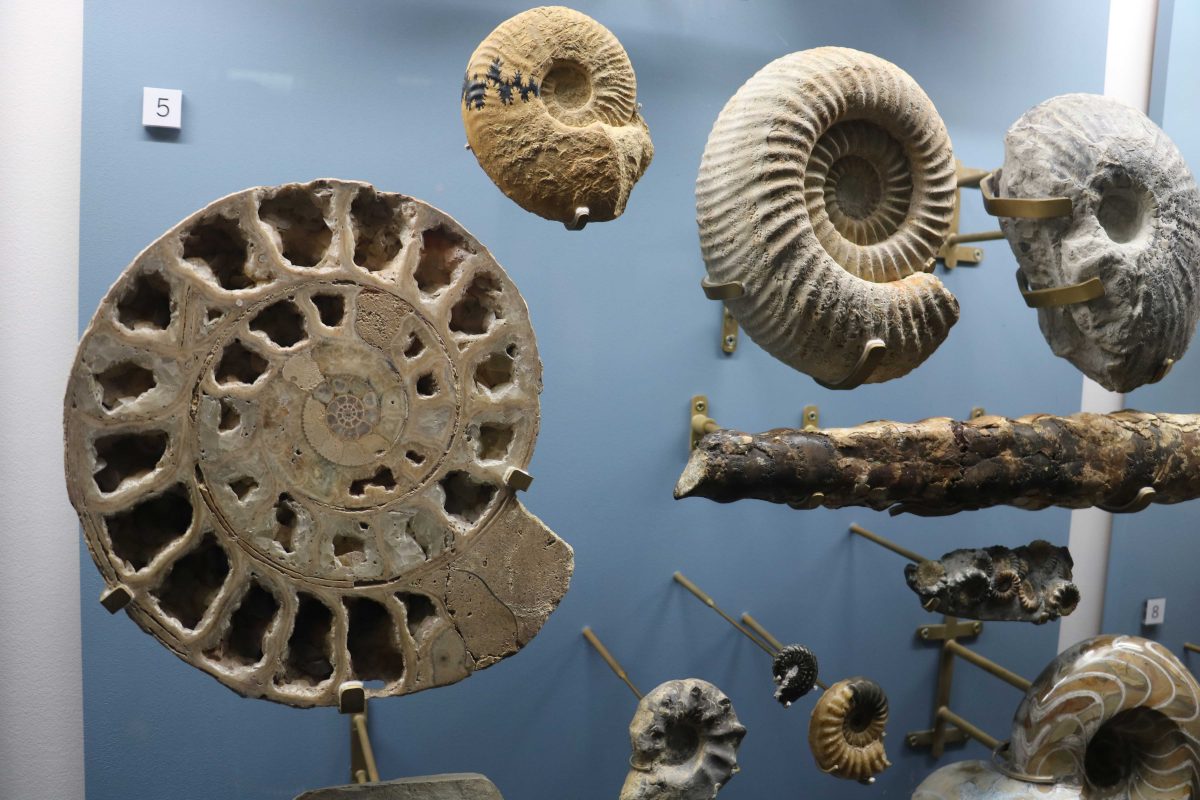 Case of Ammonites