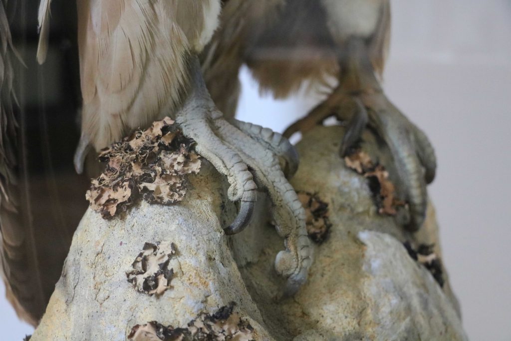 Close up on vulture feet