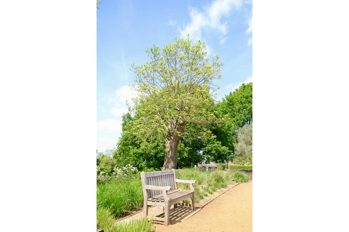 A bench in Horniman Gardens on a sunny day