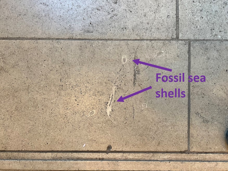 Tile in Horniman Museum with two purple arrows pointing to fossils in the stone. Label on image reads 'Fossil sea shells'