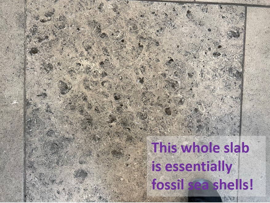 Tile in Horniman Museum, with text overlaid which reads 'This whole slab is essentially fossil seashells'