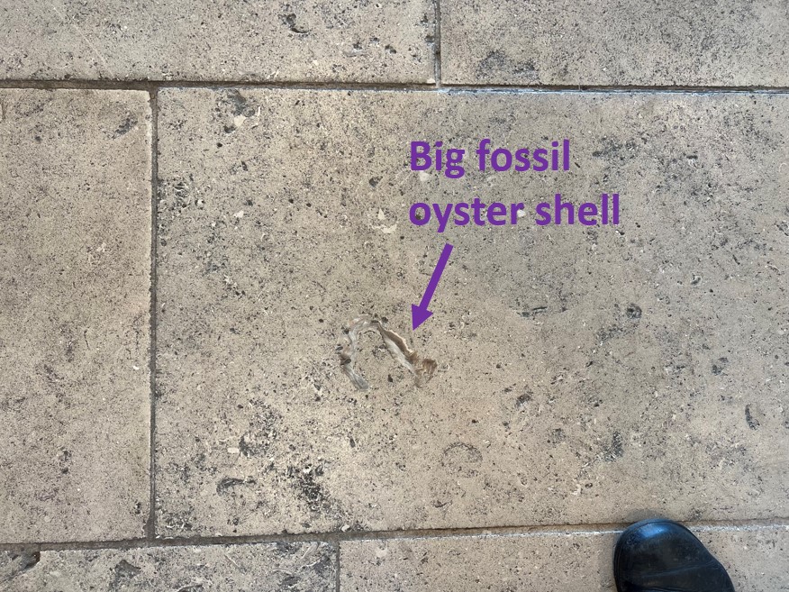 Tile in Horniman Museum with a purple arrow pointing to fossils in the stone. Label on image reads 'Big fossil oyster shell'