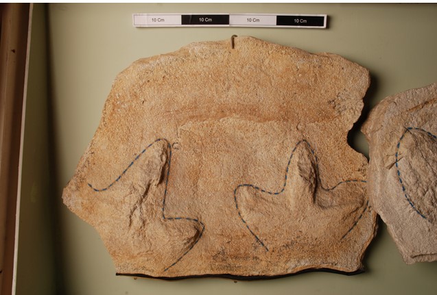 Iguanodon footprint in sandstone