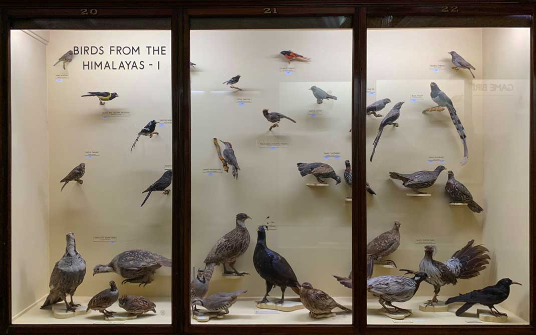 Case in Natural History Gallery full of birds
