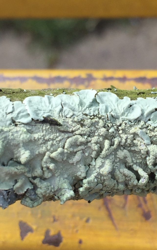 Flavoparmelia caperata lichen