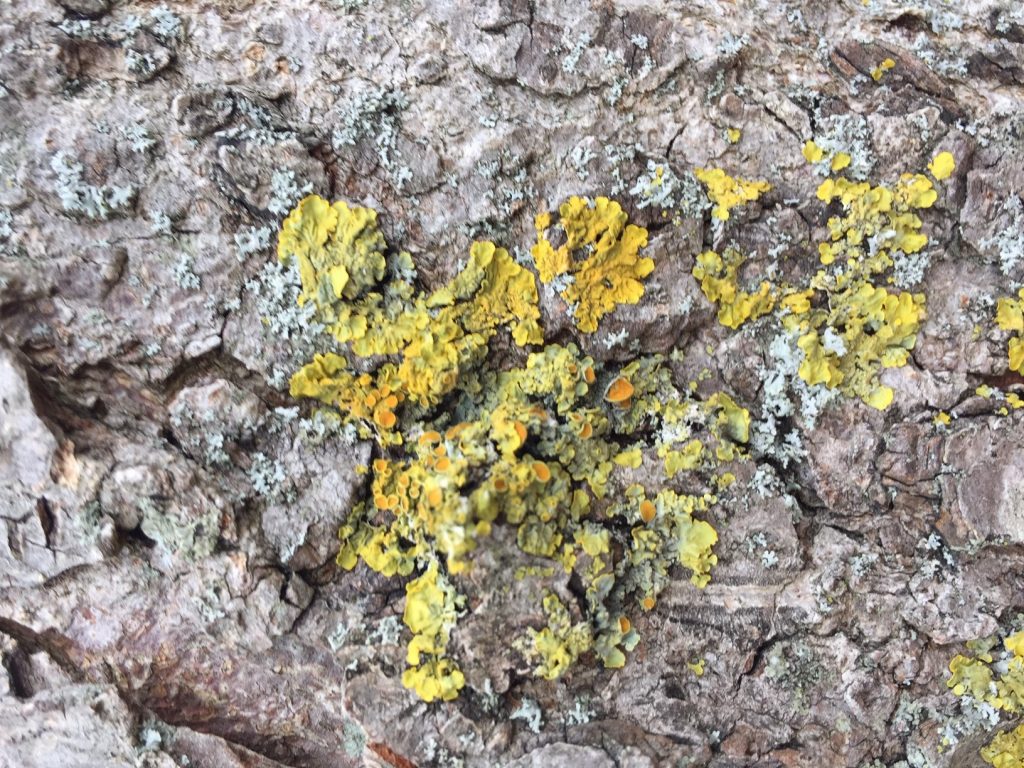 Xanthoria parietina lichen on the Nature Trail