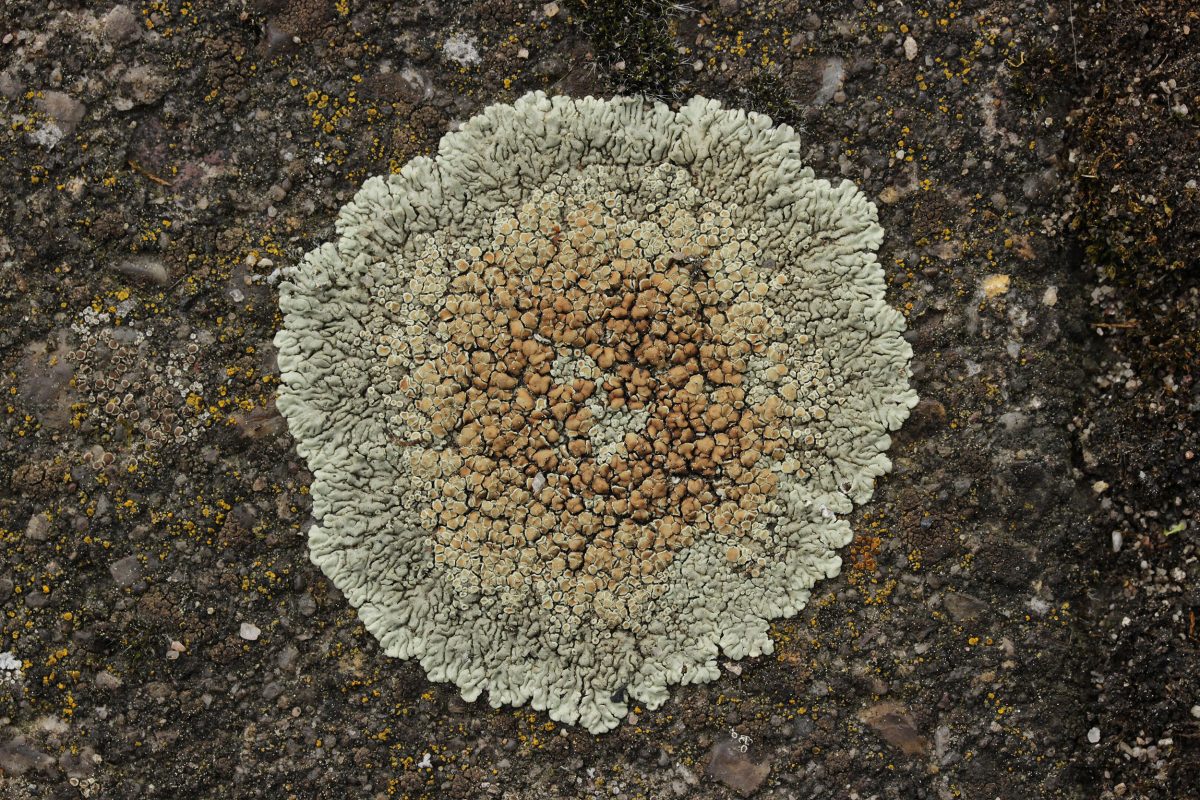 Lecanora muralis lichen