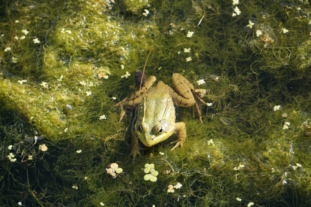 A frog atop water and green water plants