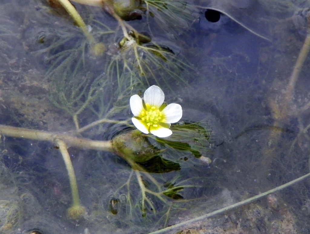 White flower with yellow centre in pond water