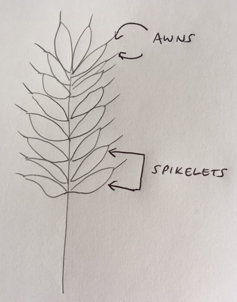 Drawing of the spikelets and awns on a grass