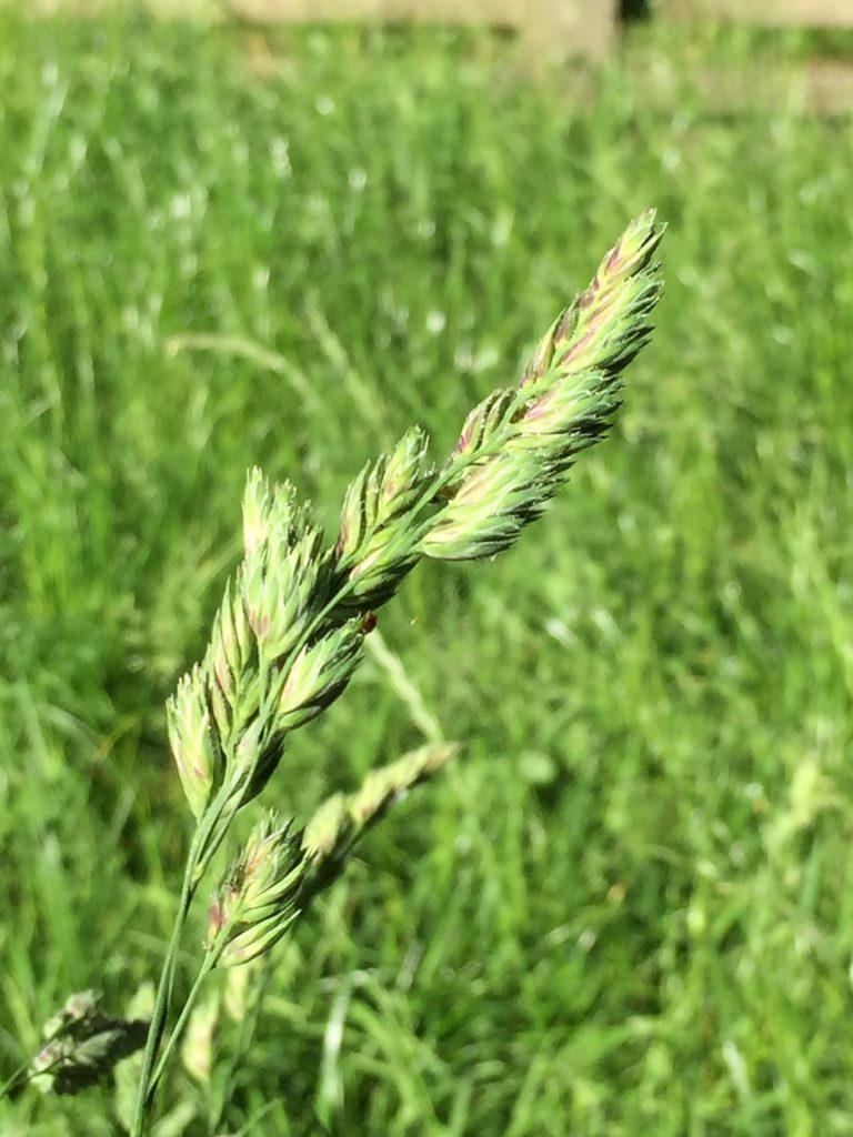 Cock's foot grass stalk in a meadow