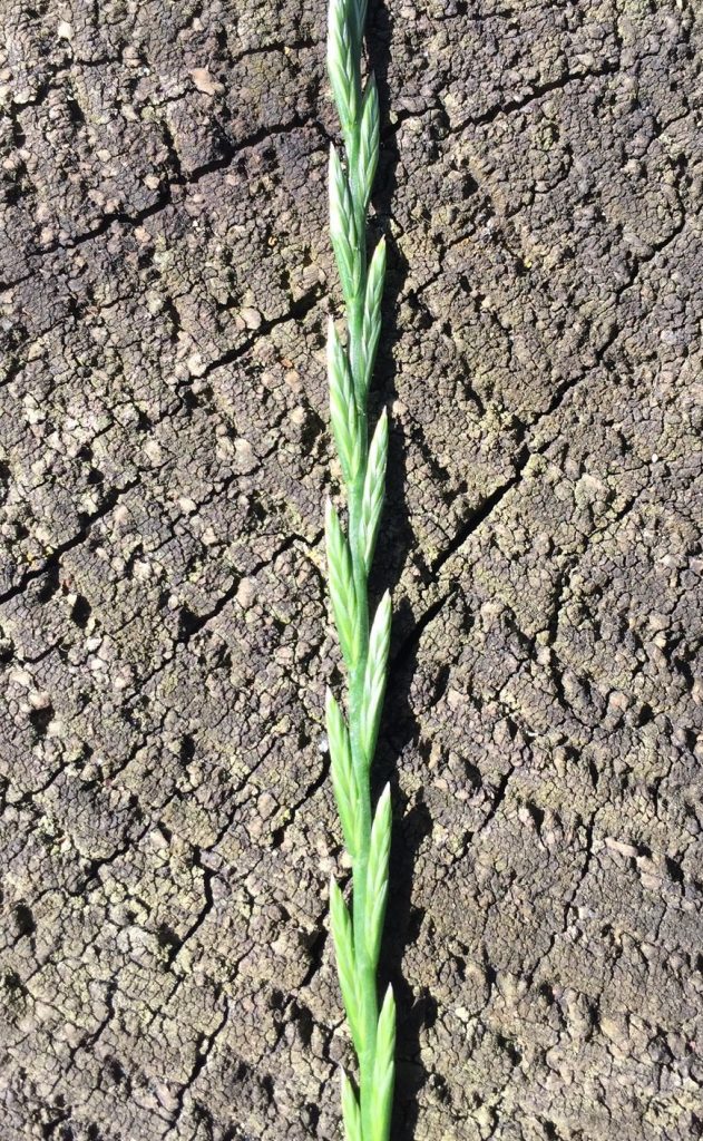 Perennial rye grass in close up