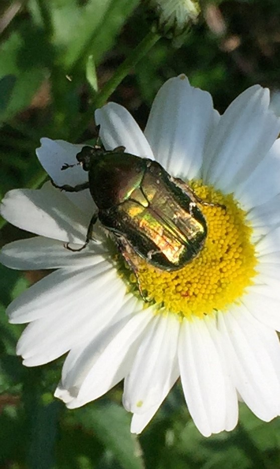 rose chafer on a daisy