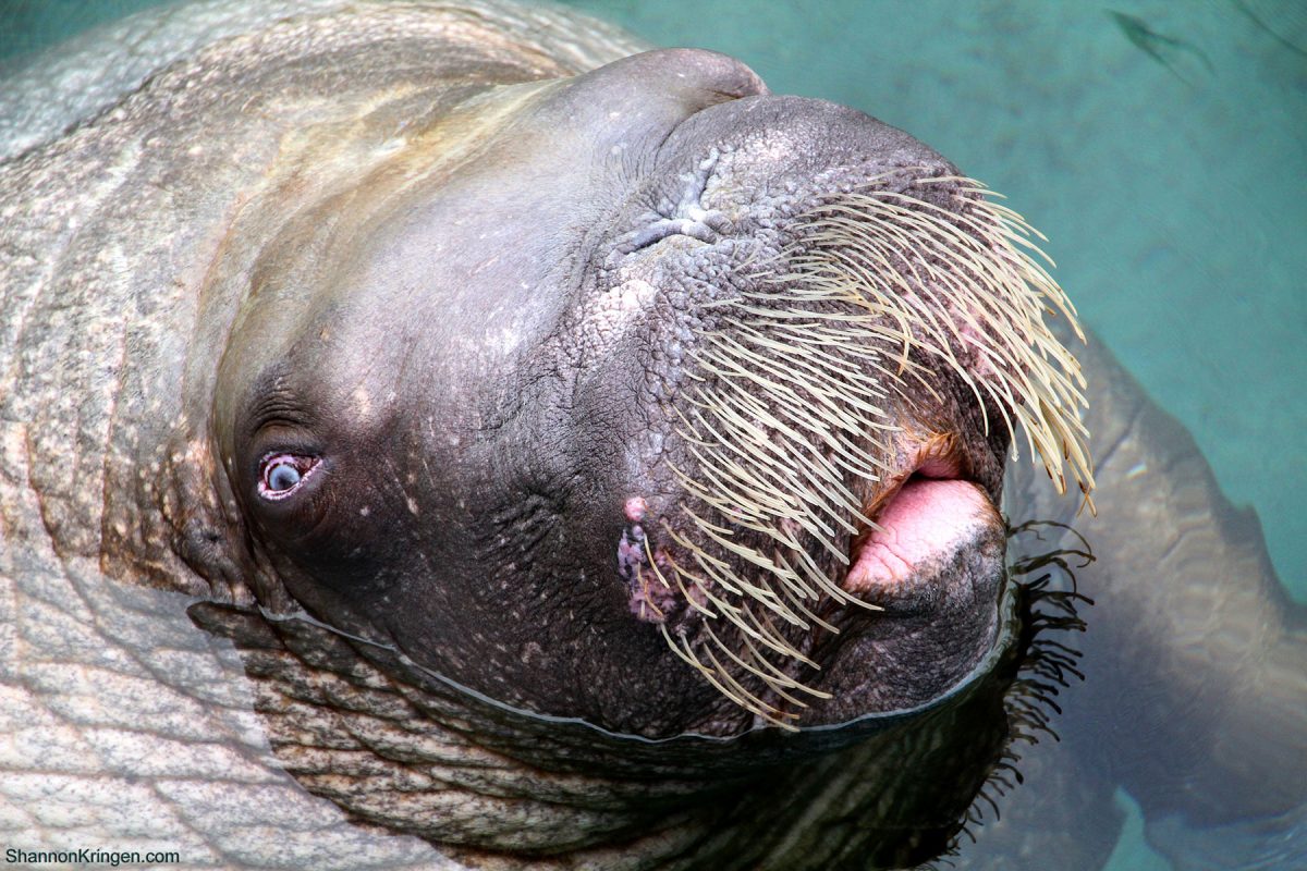 A walrus's head emerges from water, captured from above. Its mouth is slightly open.