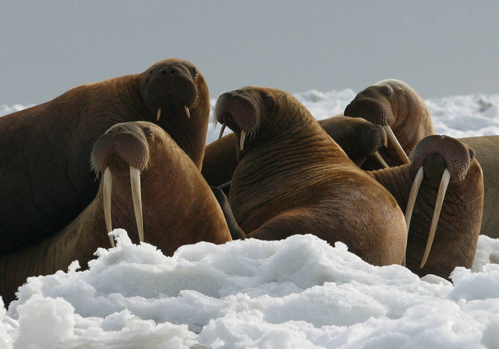 A group of walruses in the wild lounge on ice