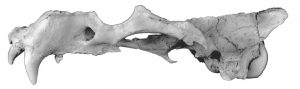An image of the top jaw thought to belong to an ancient walrus, with large canine teeth instead of tusks