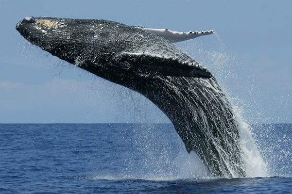 A blue whale leaps from the water, exposing its body and fins, while the tail remains submerged