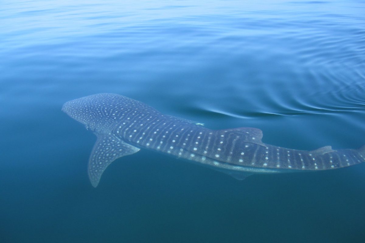 A whale shark swims in the ocean