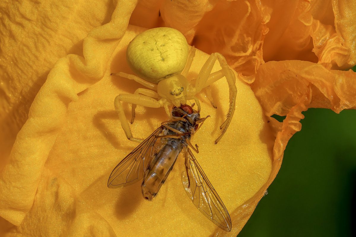 Spiders Catapult Themselves to Avoid Becoming Their Mate's Meal