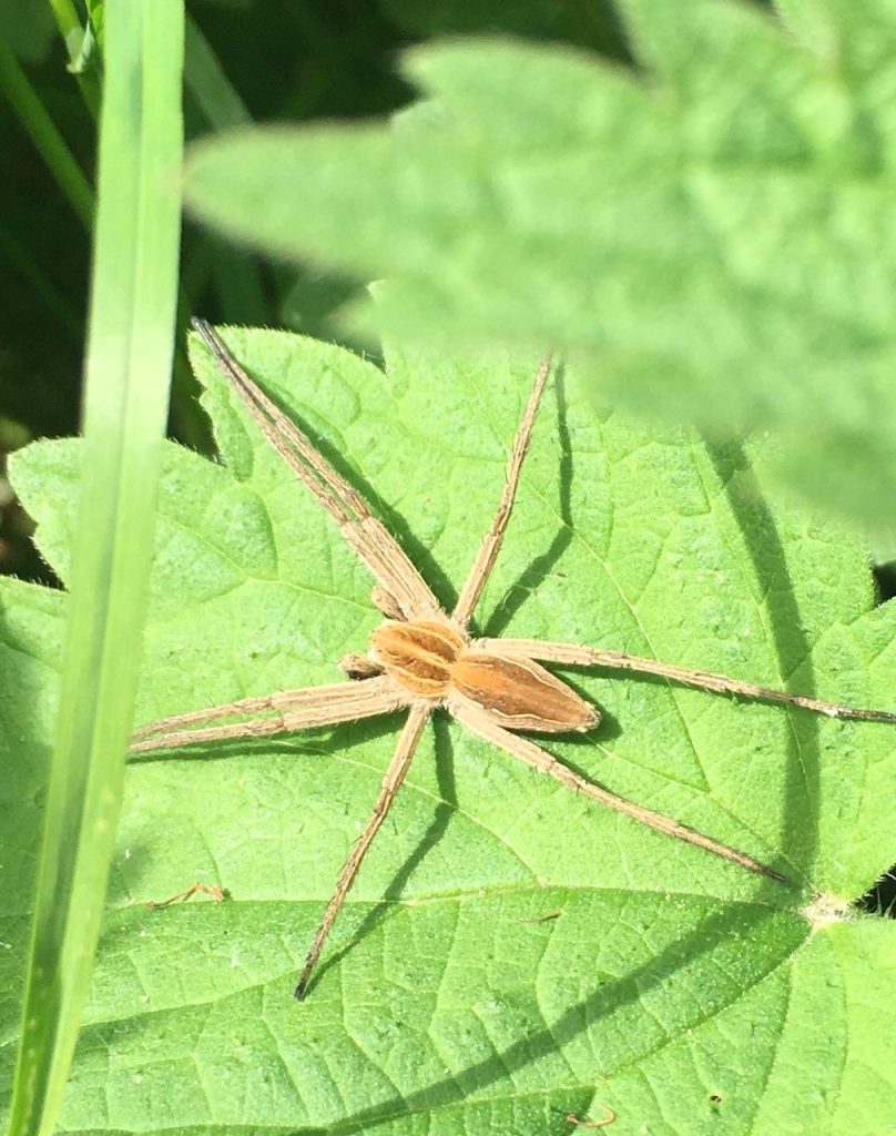 Spiders Catapult Themselves to Avoid Becoming Their Mate's Meal