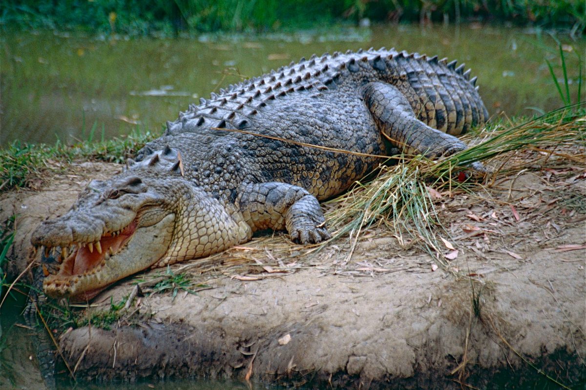 A saltwater crocodile bares its teeth while perched on a land bank near water