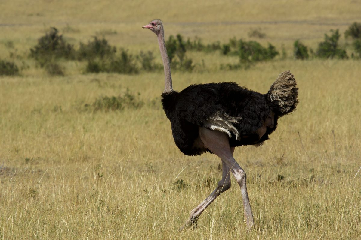 A common ostrich walks across a grassy plain