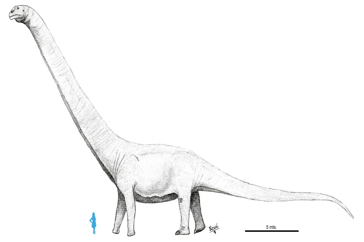 A scaled image of a patagotitian mayorum in comparison to a human woman. The image is signed 'Levi' and shows a scale bar mreading 5mts.