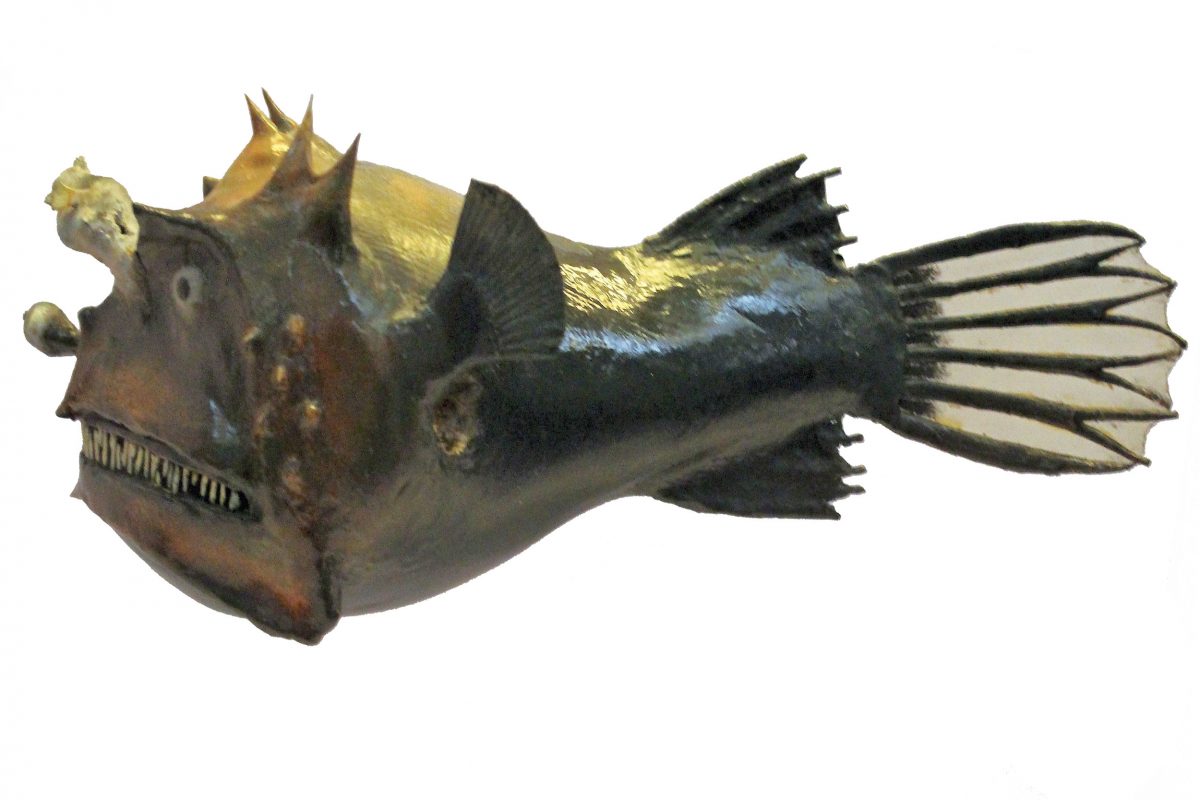 A model image of a female photocorynus spiniceps