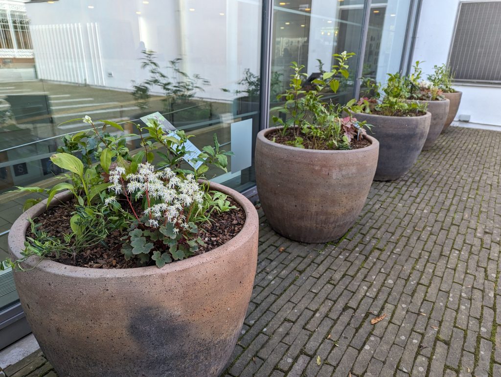 Row of four large plant pots containing Camellia sinensis