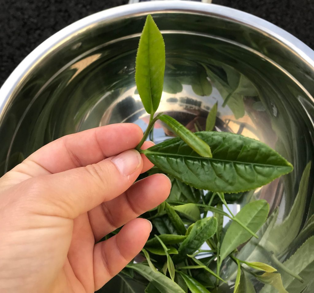 Tea leaf which has been picked