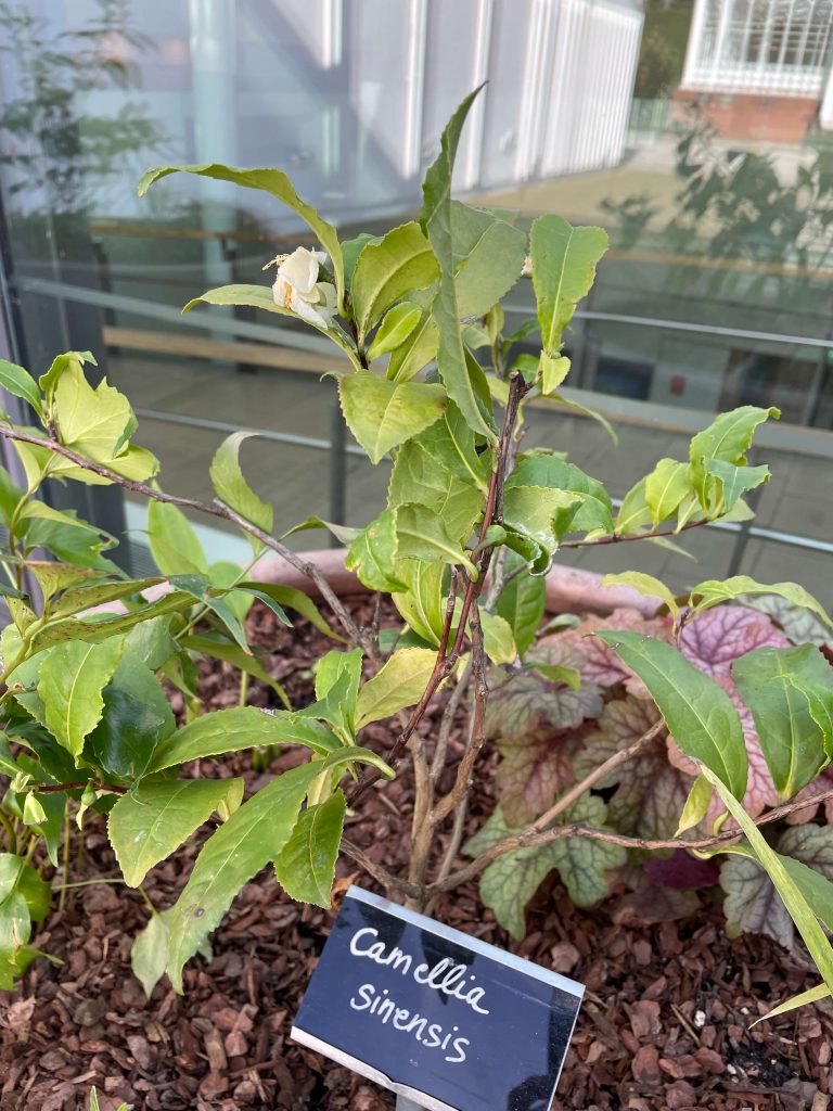 Camellia sinensis plant