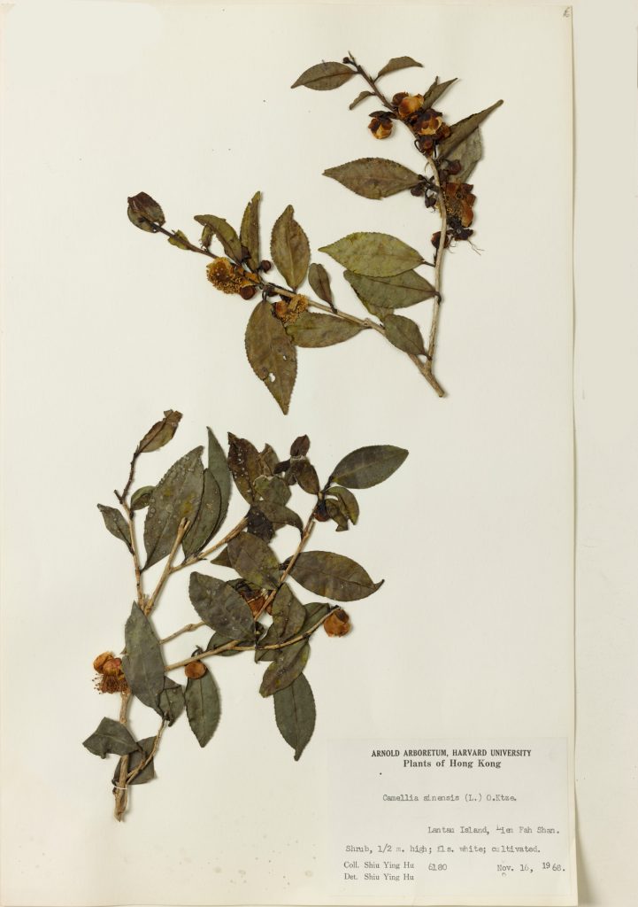 Tea leaf specimen