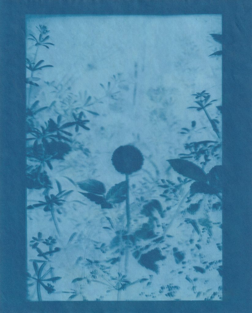 Photograph of the Horniman nature trail imprinted on blue cyanotype paper