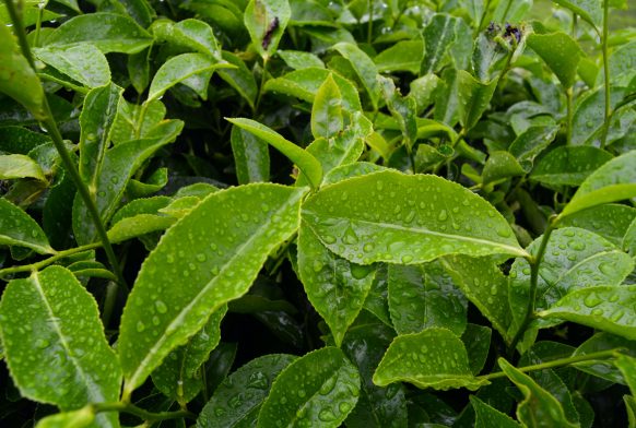 All about tea: Camellia sinensis
