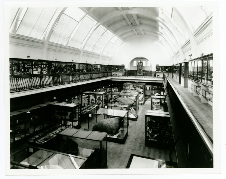 Archive photo of Natural History Gallery, with the Walrus visible in a case at the front of the photo