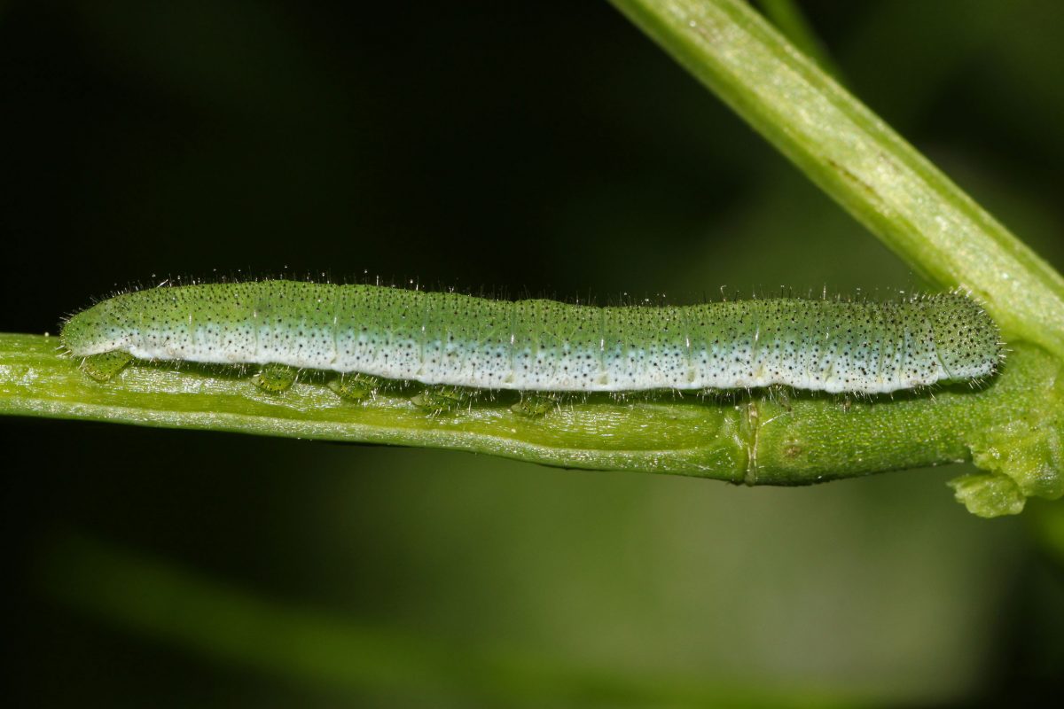 Caterpillar of the orange tip butterfly on a stalk