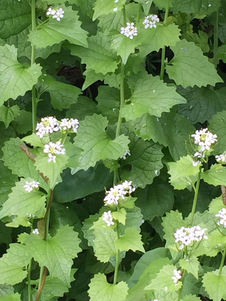 Jack by the hedge, a plan with clusters of small white flowers and jagged edged leaves