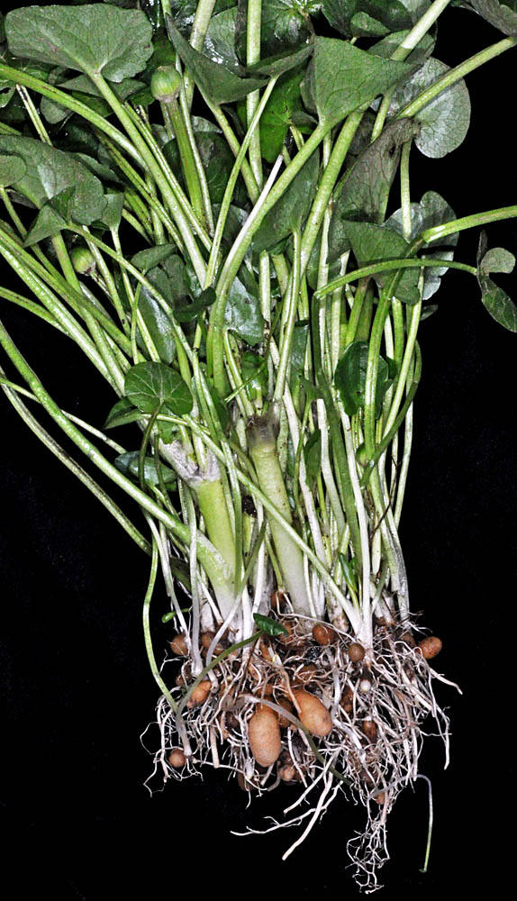 The roots from a lesser celandine plant