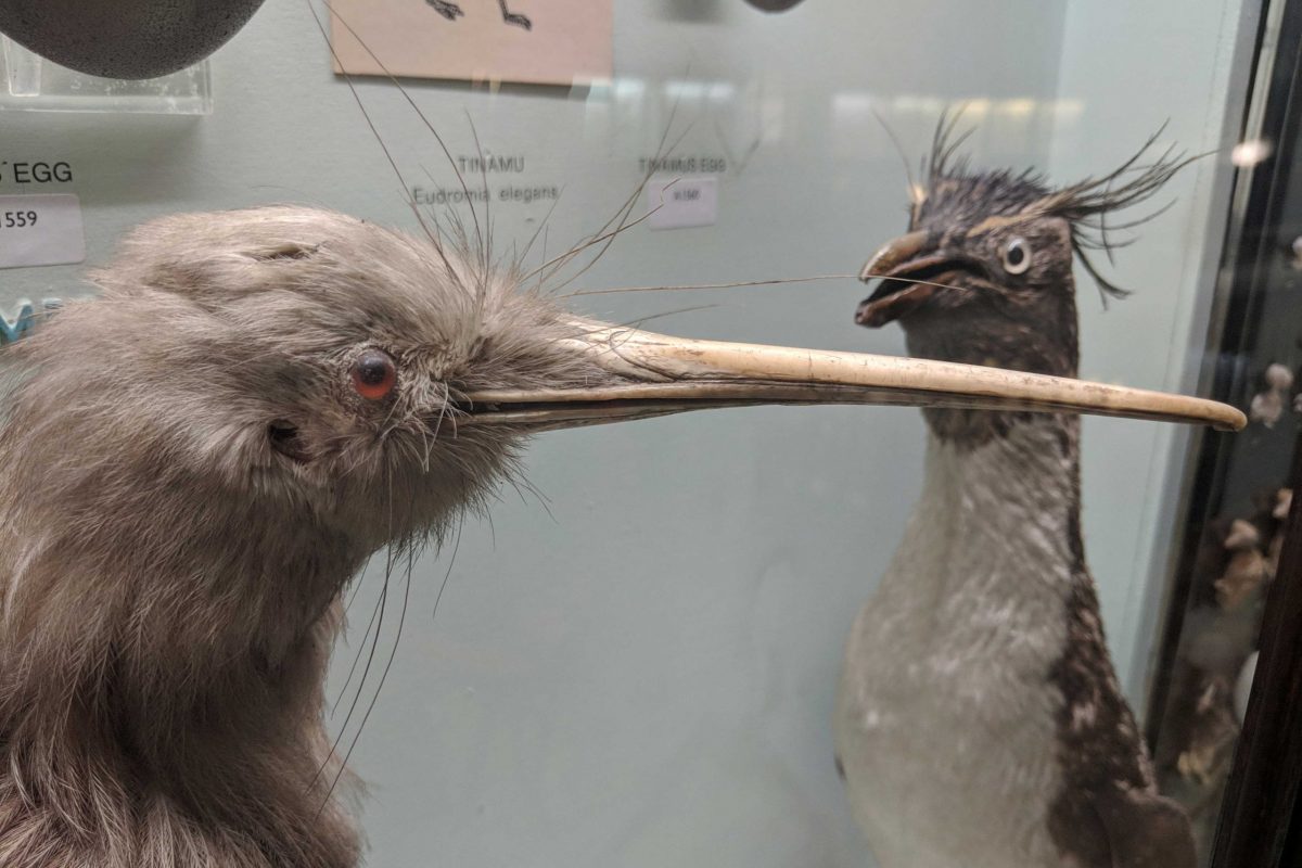 Taxidermy Kiwi and Penguin facing each other in display case