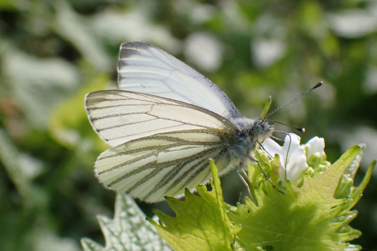 A green-veined white butterfly on a leaf